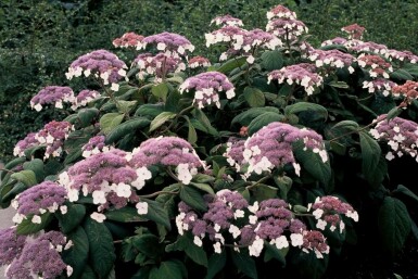 Hydrangea aspera 'Macrophylla' C3 20-30