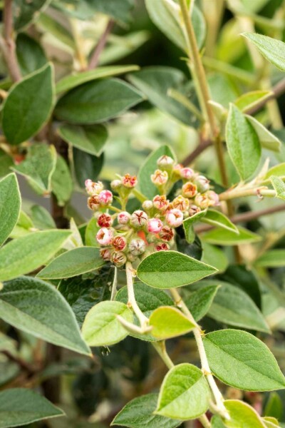 Cotoneaster franchetii struik 40-50 cm