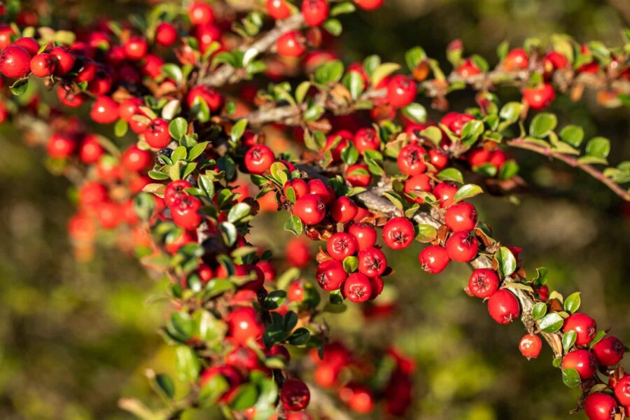 Dwergmispel Cotoneaster horizontalis struik 50-60 C10 Cotoneaster horizontalis struik 50-60 cm