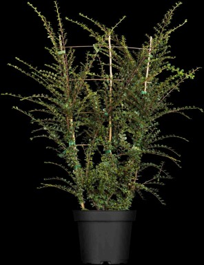 Dwergmispel Cotoneaster horizontalis struik 50-60 C10 Cotoneaster horizontalis struik 50-60 cm