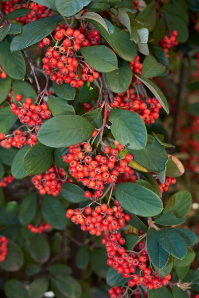 Cotoneaster lacteus struik 60-80 cm