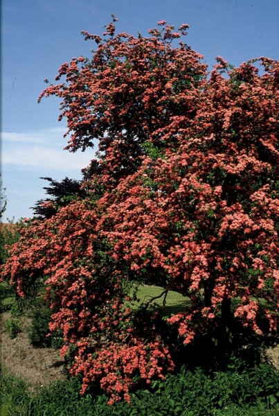 Crataegus laevigata 'Paul's Scarlet' struik 150-175 cm