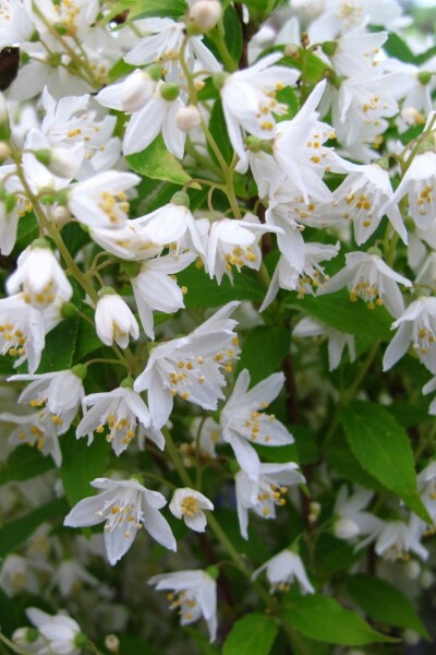 Deutzia gracilis struik 30-40 cm