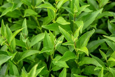 Deutzia gracilis struik 30-40 cm