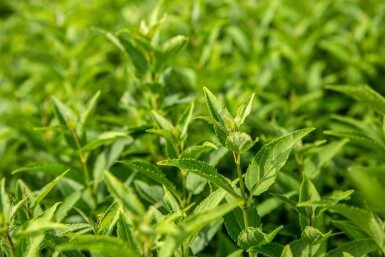 Deutzia gracilis struik 40-50 cm