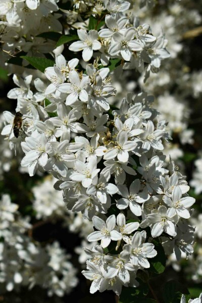 Deutzia gracilis 'Nikko' struik 20-25 cm