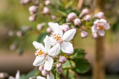 Deutzia 'Mont Rose' struik 30-40 cm