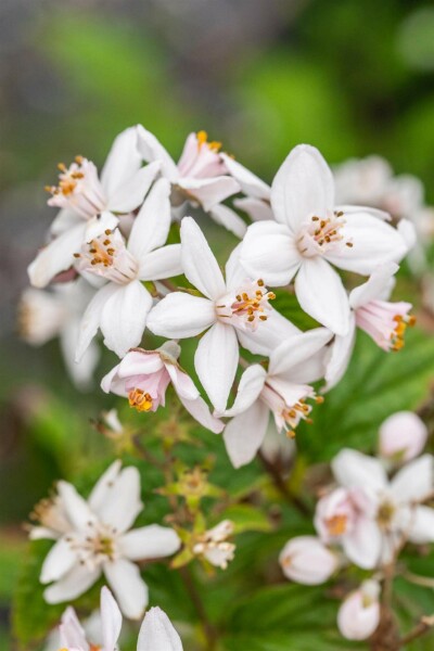 Deutzia 'Mont Rose' struik 60-80 cm