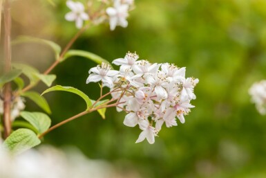 Deutzia 'Mont Rose' struik 60-80 cm