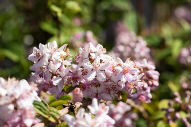 Deutzia 'Mont Rose' struik 150-175 cm