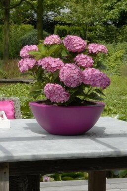 Hortensia Hydrangea macrophylla 'Forever & Ever® Pink' Pot Hydrangea macrophylla 'Forever & Ever® Pink' struik