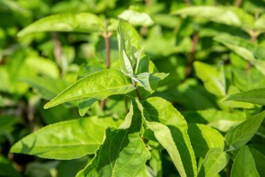 Deutzia scabra 'Plena' struik 30-40 cm
