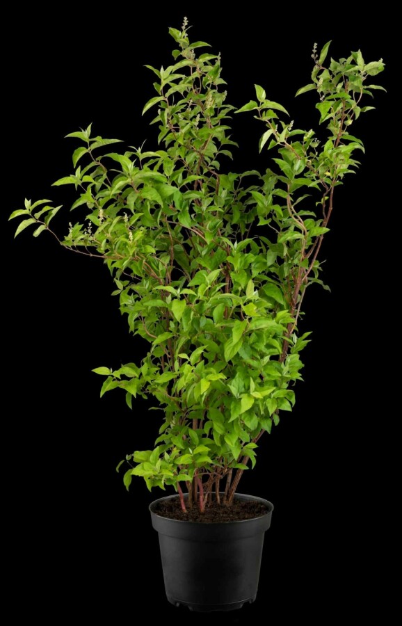 Scabra Rzb Deutzia scabra 'Plena' (Deutzia) struik 80-100 cm pot kopen | Heijnen ...