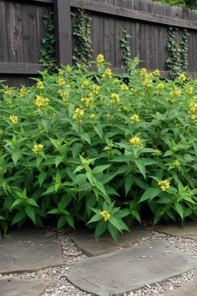Diervilla sessilifolia 'Butterfly' struik 50-60 cm