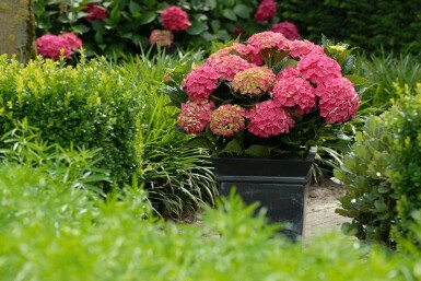 Hortensia Hydrangea macrophylla 'Forever & Ever® Red' Pot Hydrangea macrophylla 'Forever & Ever® Red' struik