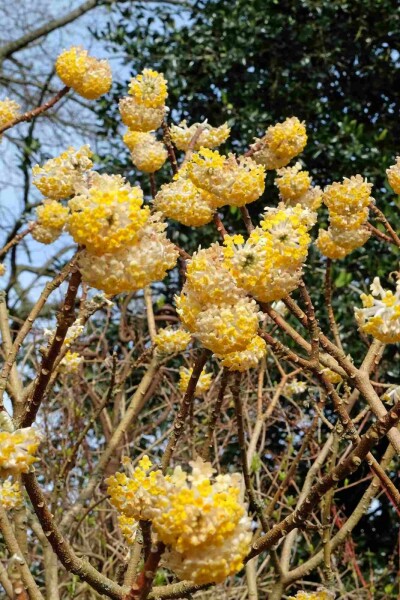 Edgeworthia chrysantha 'Grandiflora' struik 125-150 cm