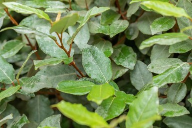 Elaeagnus ebbingei 'Compacta' struik 20-30 cm