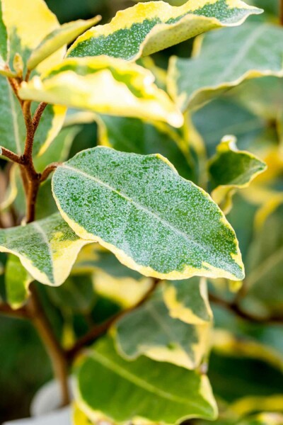 Elaeagnus ebbingei 'Limelight' struik 40-50 cm