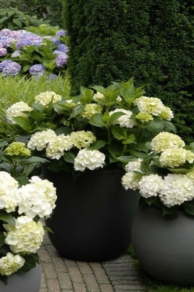 Hortensia Hydrangea macrophylla 'Forever & Ever® White' Pot