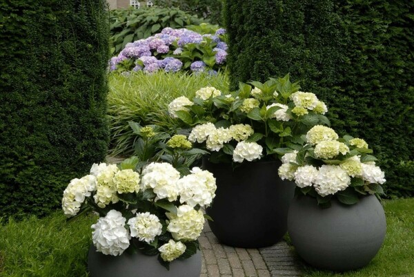 Hortensia Hydrangea macrophylla 'Forever & Ever® White' Pot