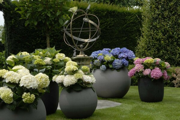 Hortensia Hydrangea macrophylla 'Forever & Ever® White' Pot