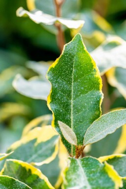 Elaeagnus ebbingei 'Limelight' struik 60-80 cm