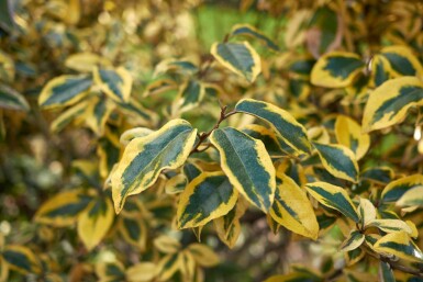 Elaeagnus pungens 'Maculata' struik 20-30 cm
