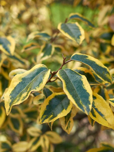 Elaeagnus pungens 'Maculata' struik 30-40 cm
