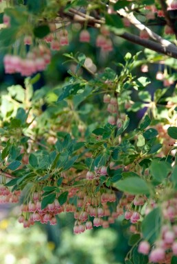 Enkianthus campanulatus struik 100-125 cm