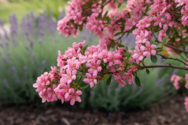 Escallonia 'Donard Seedling' struik 30-40 cm