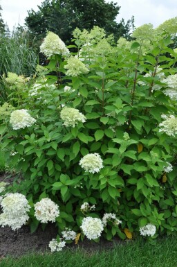 Pluimhortensia Hydrangea paniculata 'Limelight' Pot Hydrangea paniculata 'Limelight'