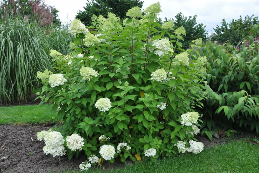 Pluimhortensia Hydrangea paniculata 'Limelight' struik 30-40 C2 Hydrangea paniculata 'Limelight' struik 30-40 cm