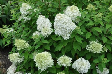 Pluimhortensia Hydrangea paniculata 'Limelight' struik 30-40 C2 Hydrangea paniculata 'Limelight' struik 30-40 cm