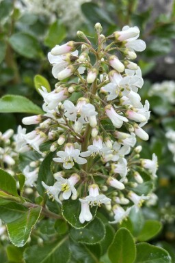 Escallonia Escallonia 'Iveyi' struik 80-100 C20 Escallonia 'Iveyi' struik 80-100 cm