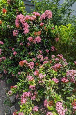 Escallonia 'Pink Elle' struik 40-60 cm