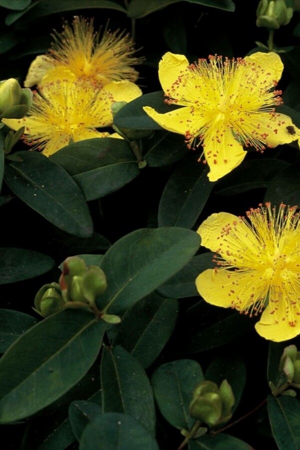 Hypericum calycinum Hypericum calycinum