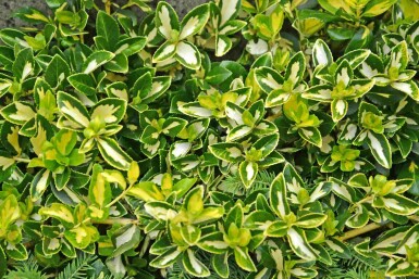Euonymus fortunei 'Blondy' struik 40-45 cm