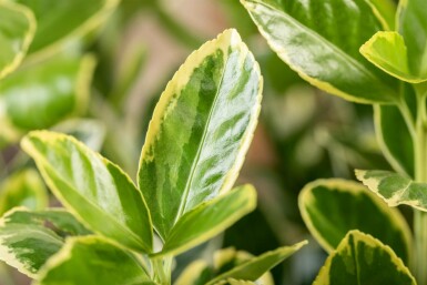 Euonymus japonicus 'Aureomarginatus' struik 30-40 cm