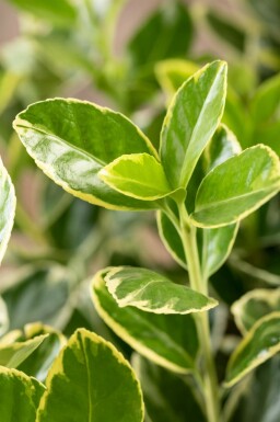 Euonymus japonicus 'Aureomarginatus' struik 30-40 cm