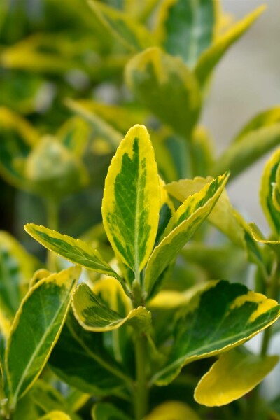 Euonymus japonicus 'Aureus' struik 80-100 cm
