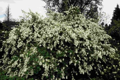 Exochorda macrantha 'The Bride' struik 40-60 cm