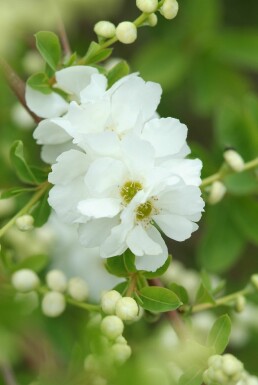 Exochorda macrantha 'The Bride' struik 150-175 cm