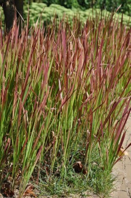 Japans bloedgras Imperata cylindrica 'Red Baron' Pot Imperata cylindrica 'Red Baron'