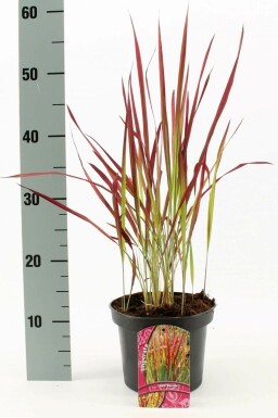 Japans bloedgras Imperata cylindrica 'Red Baron' Pot Imperata cylindrica 'Red Baron'