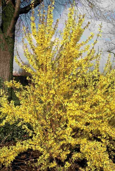 Forsythia intermedia 'Weekend' struik 60-80 cm
