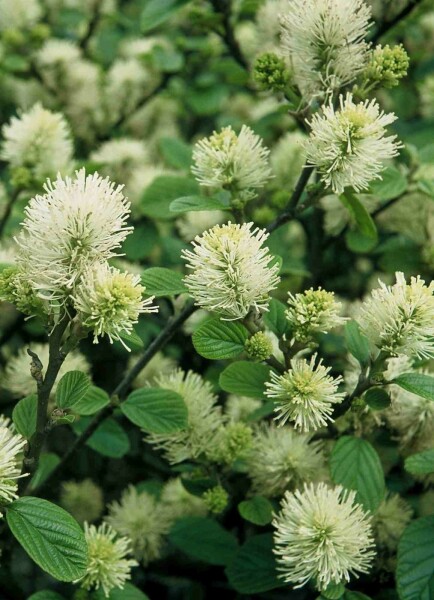 Fothergilla major struik 25-30 cm