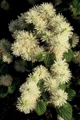 Fothergilla major struik 25-30 cm