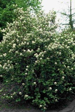 Fothergilla major struik 60-80 cm
