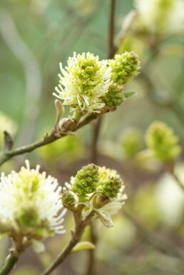 Fothergilla major struik 60-80 cm