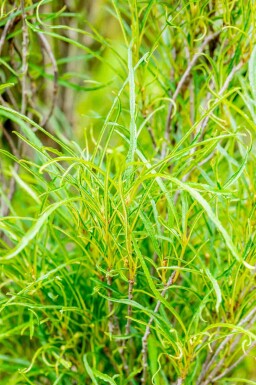 Geen afbeelding beschikbaar